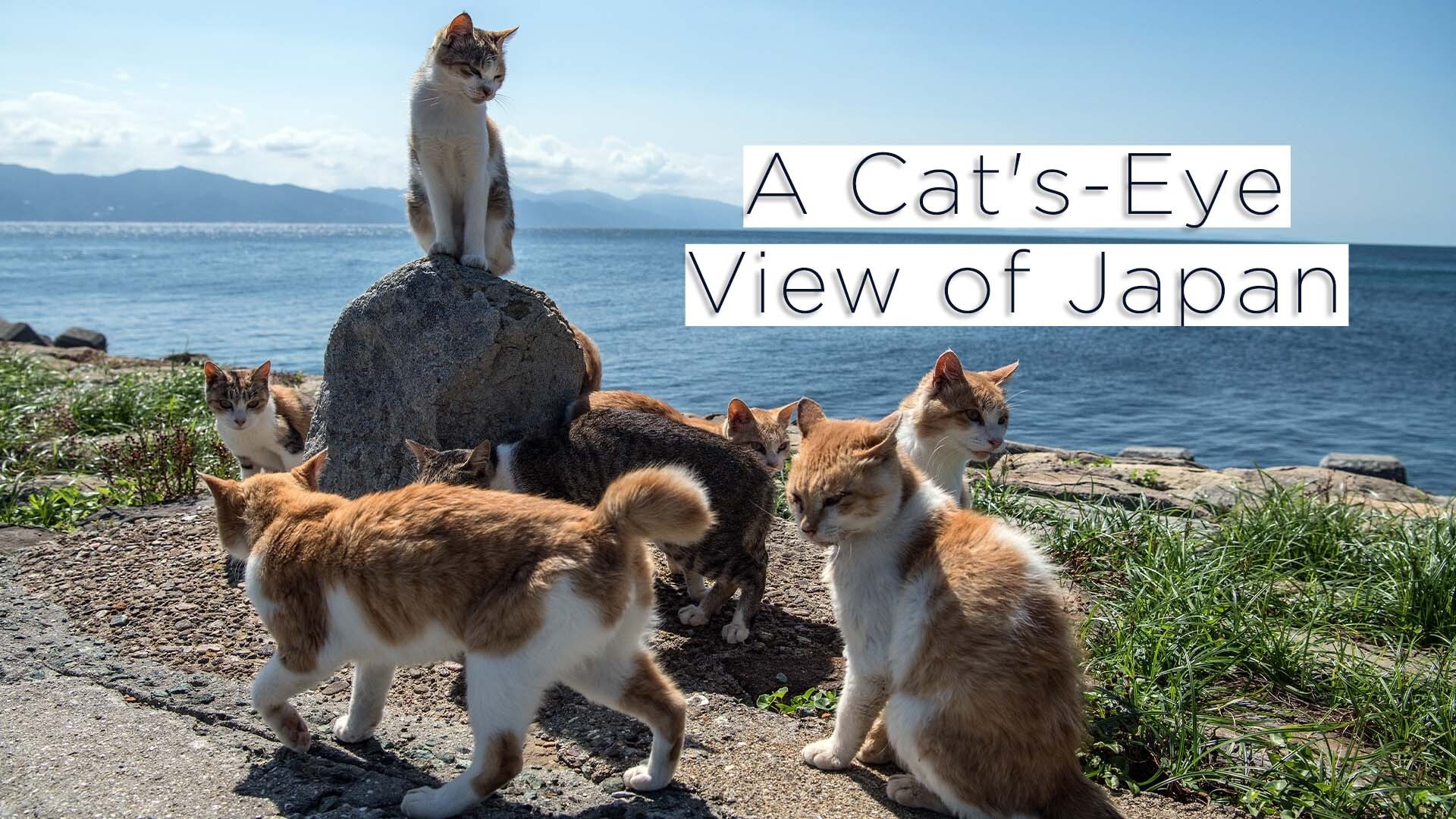 A Cat's-Eye View of Japan
