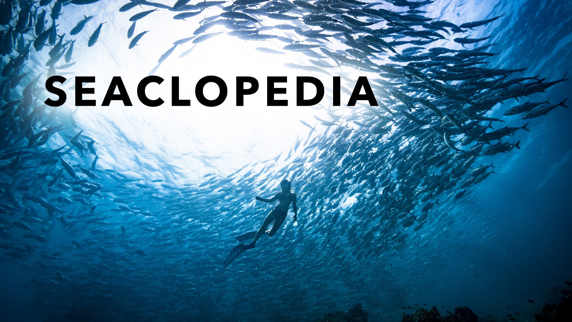 Seaclopedia